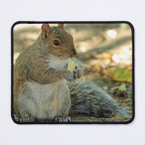 Item preview, squirrel designed and sold by Astralia.
