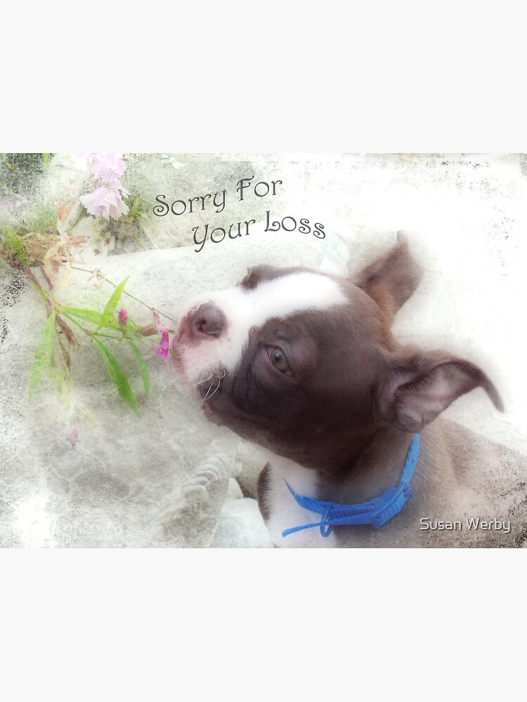 Sorry For Your Loss Boston Terrier Greeting Card Greeting Card By G7susan9werby3 Redbubble