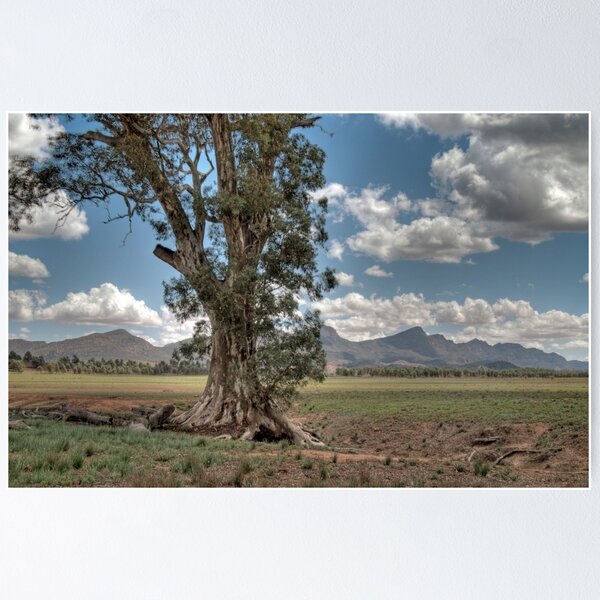 Item preview, The Cazneaux Tree, Flinders Ranges, South Australia designed and sold by Adrian Paul.