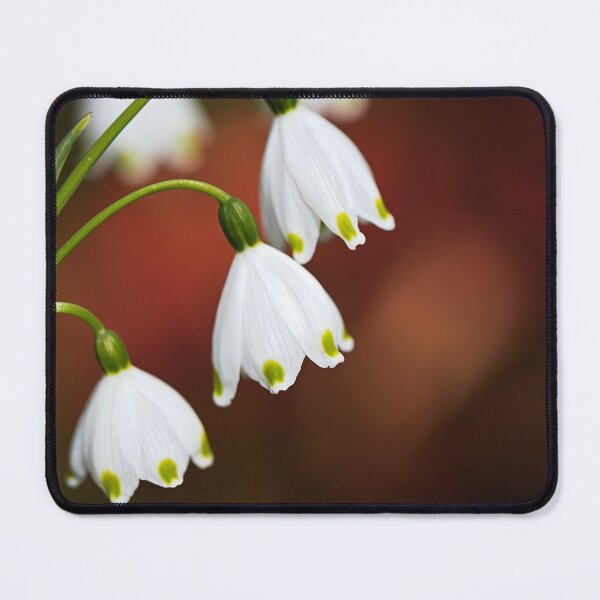 Item preview, Snowdrop Flowers Just Shine designed and sold by Joy Watson - Natural Light Photography .