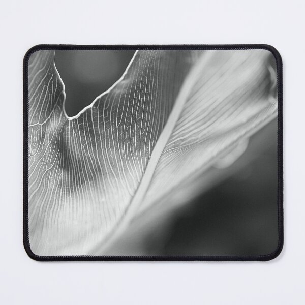 Item preview, Swiss Cheese Plant designed and sold by Joy Watson - Natural Light Photography .