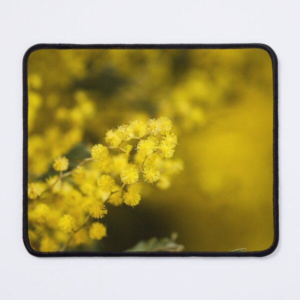 Item preview, Wattle Tree Flowers Yellow  designed and sold by Joy Watson - Natural Light Photography .