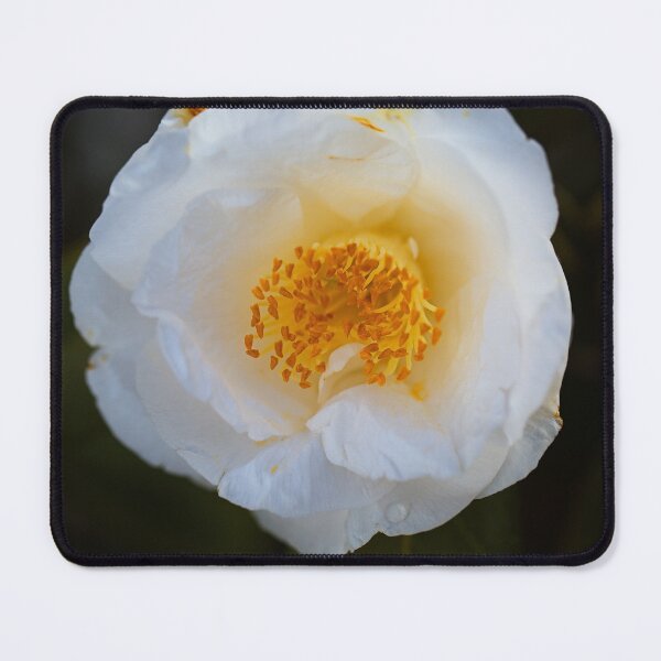 Item preview, Beautiful White Japonica Camellia designed and sold by Joy Watson - Natural Light Photography .