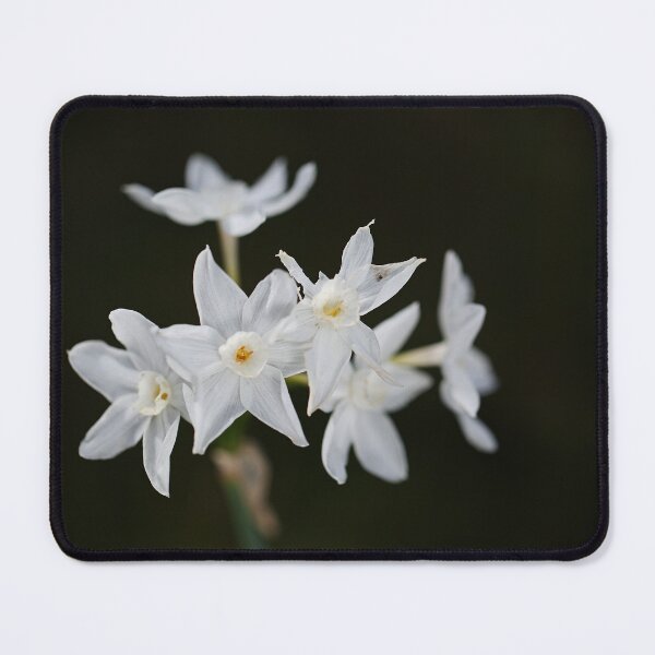 Item preview, Paperwhite Narcissus On Black designed and sold by Joy Watson - Natural Light Photography .
