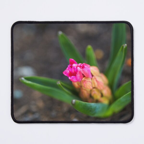 Item preview, Hyacinth Pink New Flowers designed and sold by Joy Watson - Natural Light Photography .