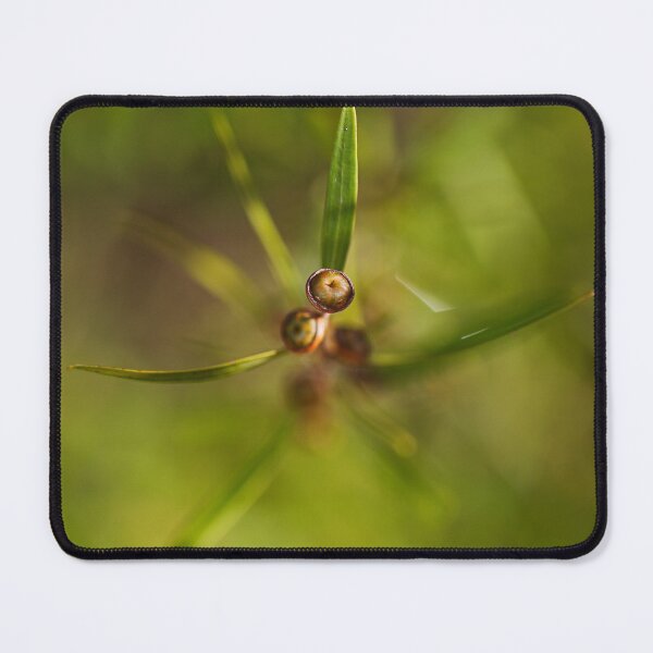 Item preview, Green Tea Tree Flower Buds designed and sold by Joy Watson - Natural Light Photography .