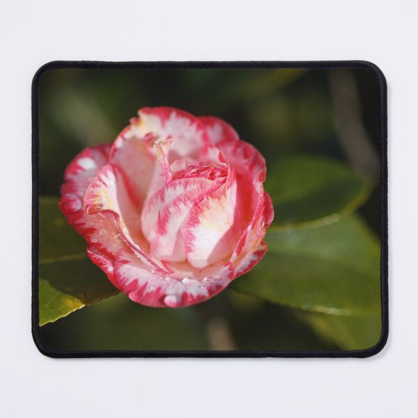 Item preview, The Japonica Camellia  designed and sold by Joy Watson - Natural Light Photography .
