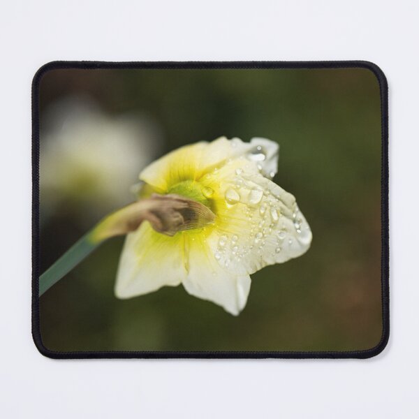 Item preview, The Daffodil Rain Drops designed and sold by Joy Watson - Natural Light Photography .