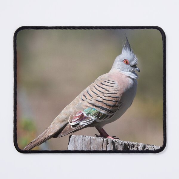Item preview, Crested pigeon designed and sold by MargsNaturePix.