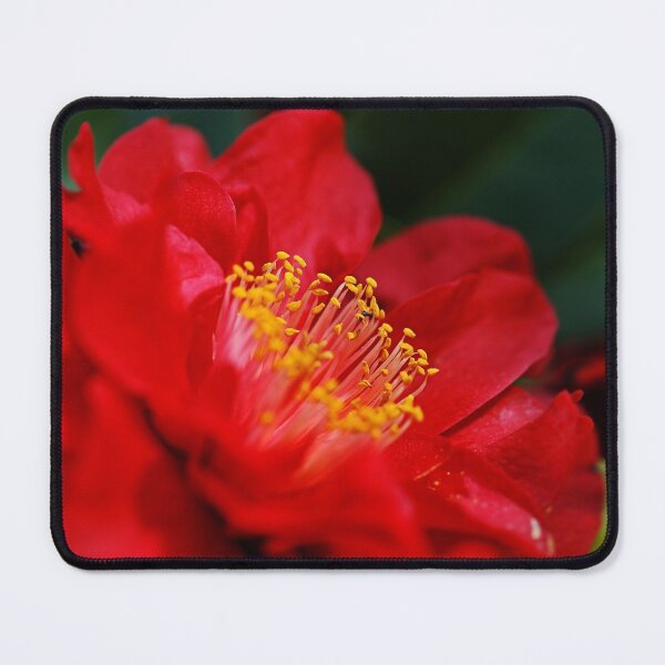 Item preview, Red Bright Camellia Sasanqua designed and sold by Joy Watson - Natural Light Photography .