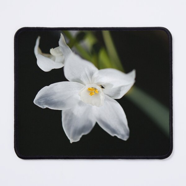 Item preview, Paperwhite White Narcissus Winter designed and sold by Joy Watson - Natural Light Photography .