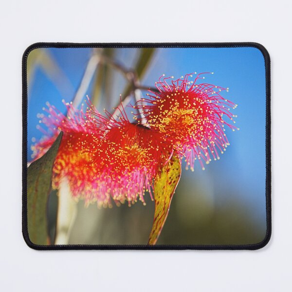 Item preview, Eucalyptus Flowers Jellyfish designed and sold by Joy Watson - Natural Light Photography .