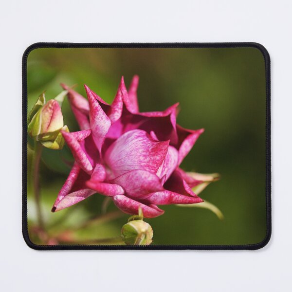 Item preview, Curled Iceberg Rose designed and sold by Joy Watson - Natural Light Photography .