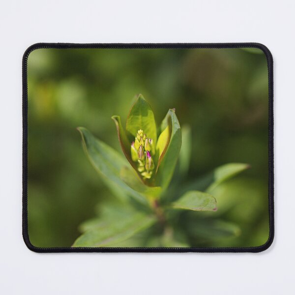 Item preview, Sweet Pea With Buds designed and sold by Joy Watson - Natural Light Photography .