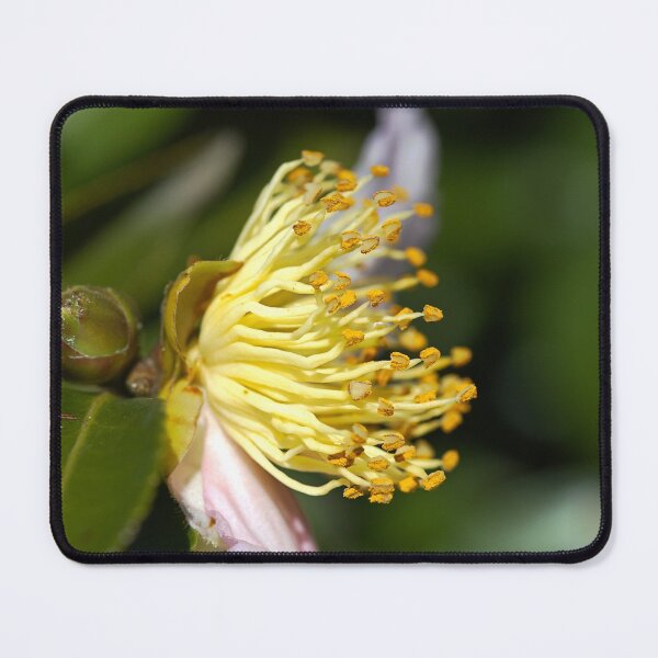 Item preview, Camellia Japonicas Stamens designed and sold by Joy Watson - Natural Light Photography .