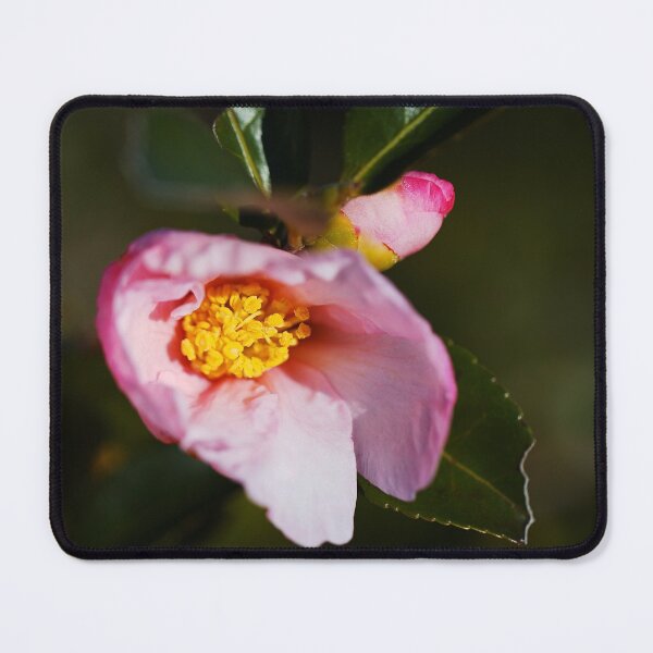 Item preview, Beautiful Unique Camellia Sasanqua designed and sold by Joy Watson - Natural Light Photography .
