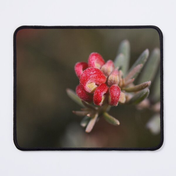 Item preview, Grevillea Flower In Fireworks designed and sold by Joy Watson - Natural Light Photography .