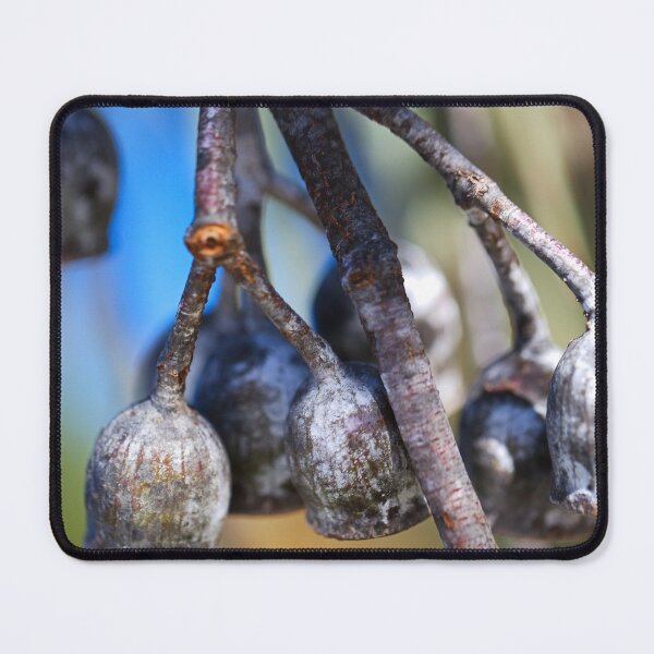 Item preview, Matured Gumnut Live Bells  designed and sold by Joy Watson - Natural Light Photography .