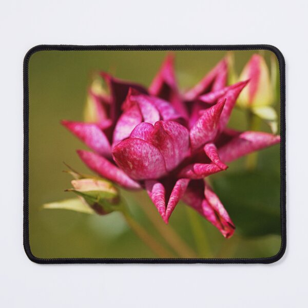 Item preview, Burgundy Rose Curled designed and sold by Joy Watson - Natural Light Photography .