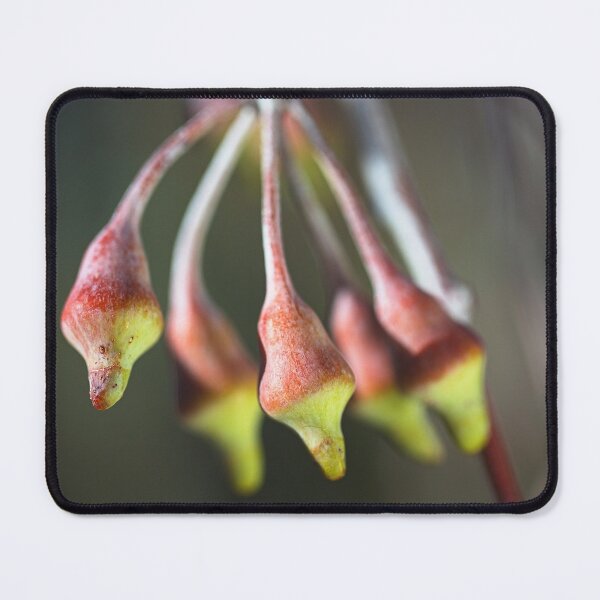 Item preview, Young Wildfire Eucalyptus Bud designed and sold by Joy Watson - Natural Light Photography .