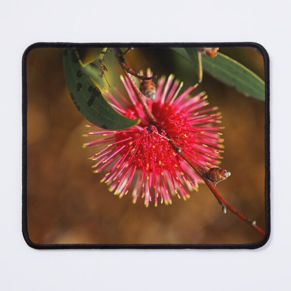 Item preview, Pincushion Hakea Laurina In Flower designed and sold by Joy Watson - Natural Light Photography .