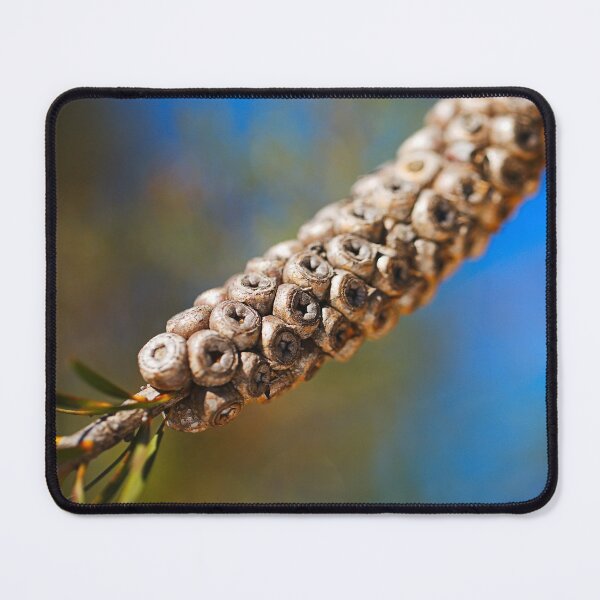 Item preview, Bottlebrush Flower Seed Pods designed and sold by Joy Watson - Natural Light Photography .