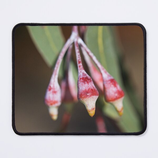 Item preview, Wildfire Eucalyptus Red Buds designed and sold by Joy Watson - Natural Light Photography .