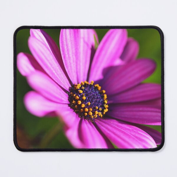 Item preview, Hot Cape Daisies Pink  designed and sold by Joy Watson - Natural Light Photography .