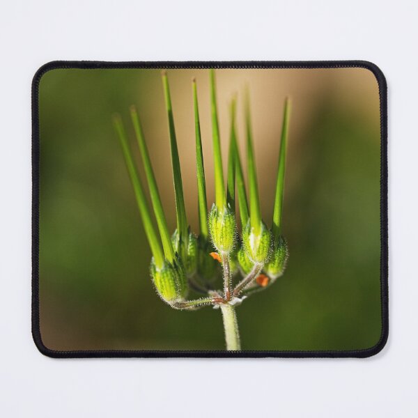 Item preview, Parsley Piert With Buds designed and sold by Joy Watson - Natural Light Photography .