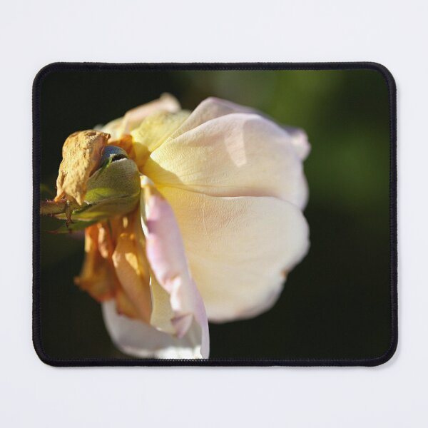 Item preview, Soft Side Light Rose designed and sold by Joy Watson - Natural Light Photography .