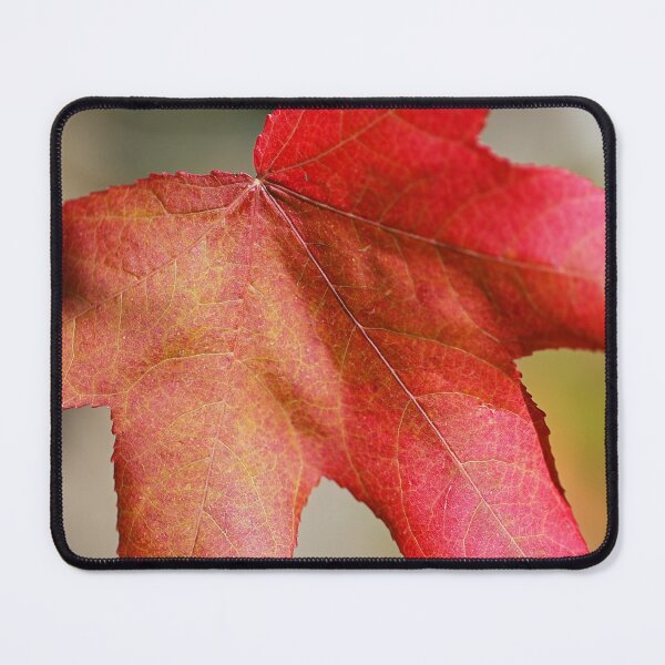 Item preview, Beautiful Liquidambar Leaf  designed and sold by Joy Watson - Natural Light Photography .