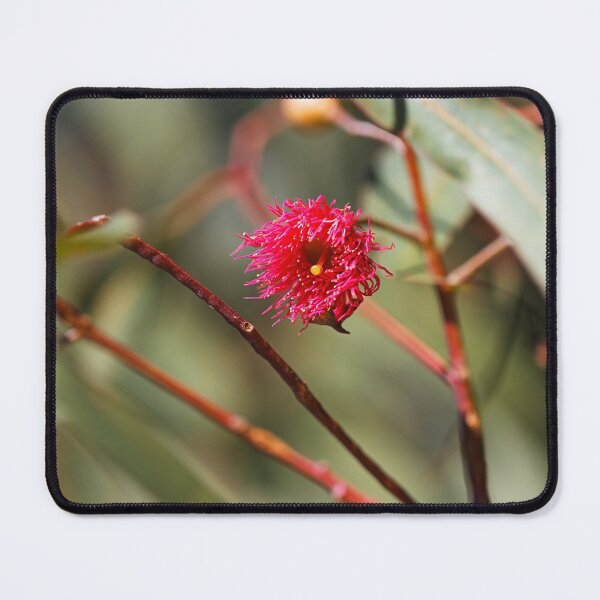 Item preview, Pink And Winter Eucalyptus Flower designed and sold by Joy Watson - Natural Light Photography .