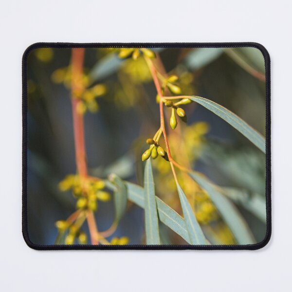 Item preview, Eucalyptus Small Yellow Buds designed and sold by Joy Watson - Natural Light Photography .