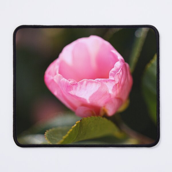 Item preview, The Graceful Camellia Sasanqua designed and sold by Joy Watson - Natural Light Photography .