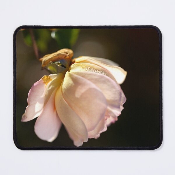Item preview, Soft Pink Delicate Rose designed and sold by Joy Watson - Natural Light Photography .