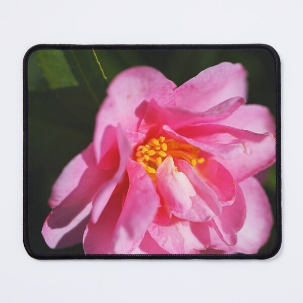 Item preview, Camellia In Pink And Yellow designed and sold by Joy Watson - Natural Light Photography .