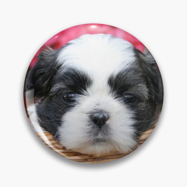 Item preview, Cute Black and White Shih Tzu Puppy in Basket designed and sold by cgroenewald.
