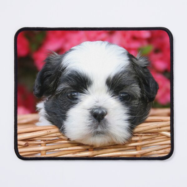 Item preview, Cute Black and White Shih Tzu Puppy in Basket designed and sold by cgroenewald.