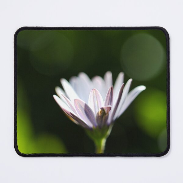 Item preview, Glow Green Cape Daisy designed and sold by Joy Watson - Natural Light Photography .