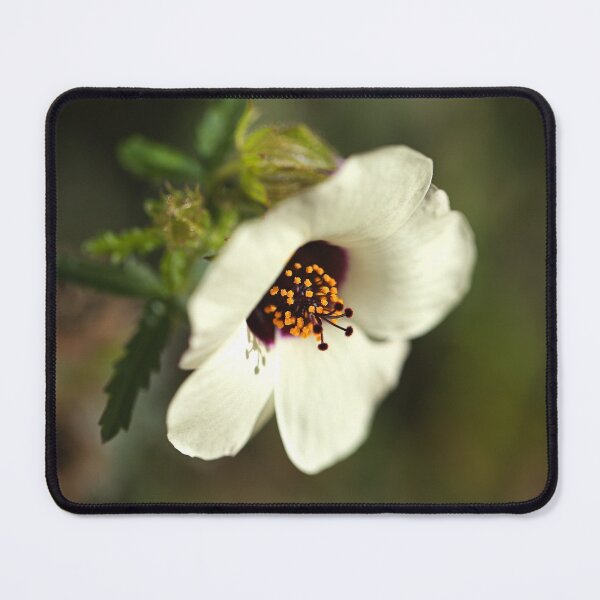 Item preview, Swamp Mallow White Hibiscus  designed and sold by Joy Watson - Natural Light Photography .