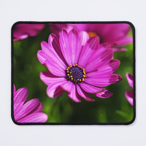 Item preview, Cape Daisies All Together  designed and sold by Joy Watson - Natural Light Photography .