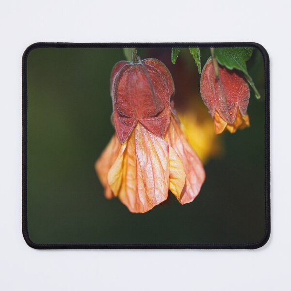 Item preview, Brazilian Bell Bloom designed and sold by Joy Watson - Natural Light Photography .