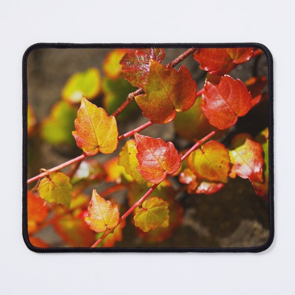 Item preview, The Autumn Toned Vine Leaves designed and sold by Joy Watson - Natural Light Photography .