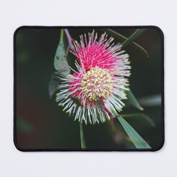 Item preview, Pincushion Hakea Bloom Laurina  designed and sold by Joy Watson - Natural Light Photography .