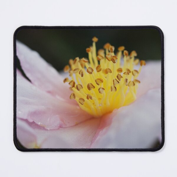Item preview, The Floating Yellow Pink Camellia Flower designed and sold by Joy Watson - Natural Light Photography .