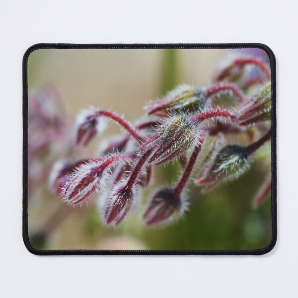 Item preview, Borage Plant Buds Red designed and sold by Joy Watson - Natural Light Photography .