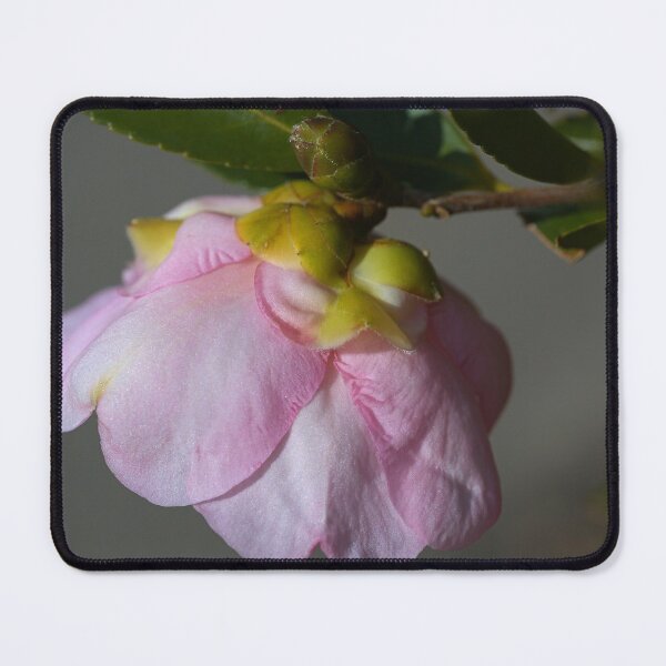 Item preview, Her Head Lowered Camellia Flower designed and sold by Joy Watson - Natural Light Photography .