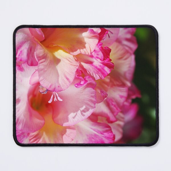 Item preview, Gladioli Flower Full Bloom Pink designed and sold by Joy Watson - Natural Light Photography .