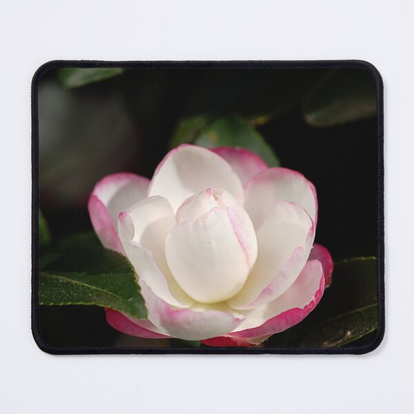 Item preview, Camellia Spring Happiness designed and sold by Joy Watson - Natural Light Photography .