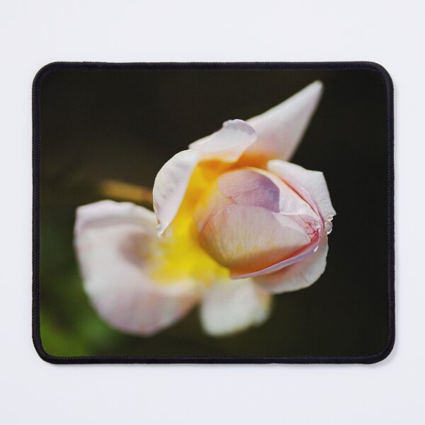 Item preview, April Rose Bud designed and sold by Joy Watson - Natural Light Photography .